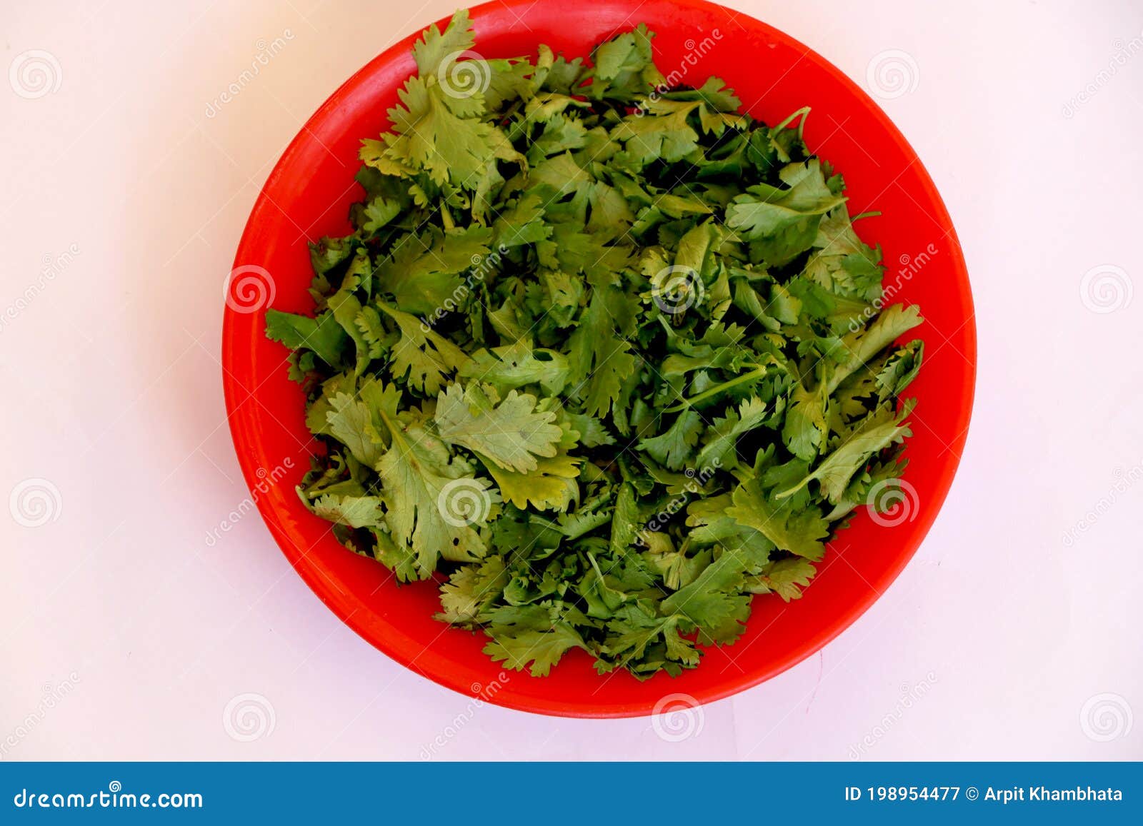 Coriander Leaves in Red Bowl Stock Image Image of white, houseplant 198954477