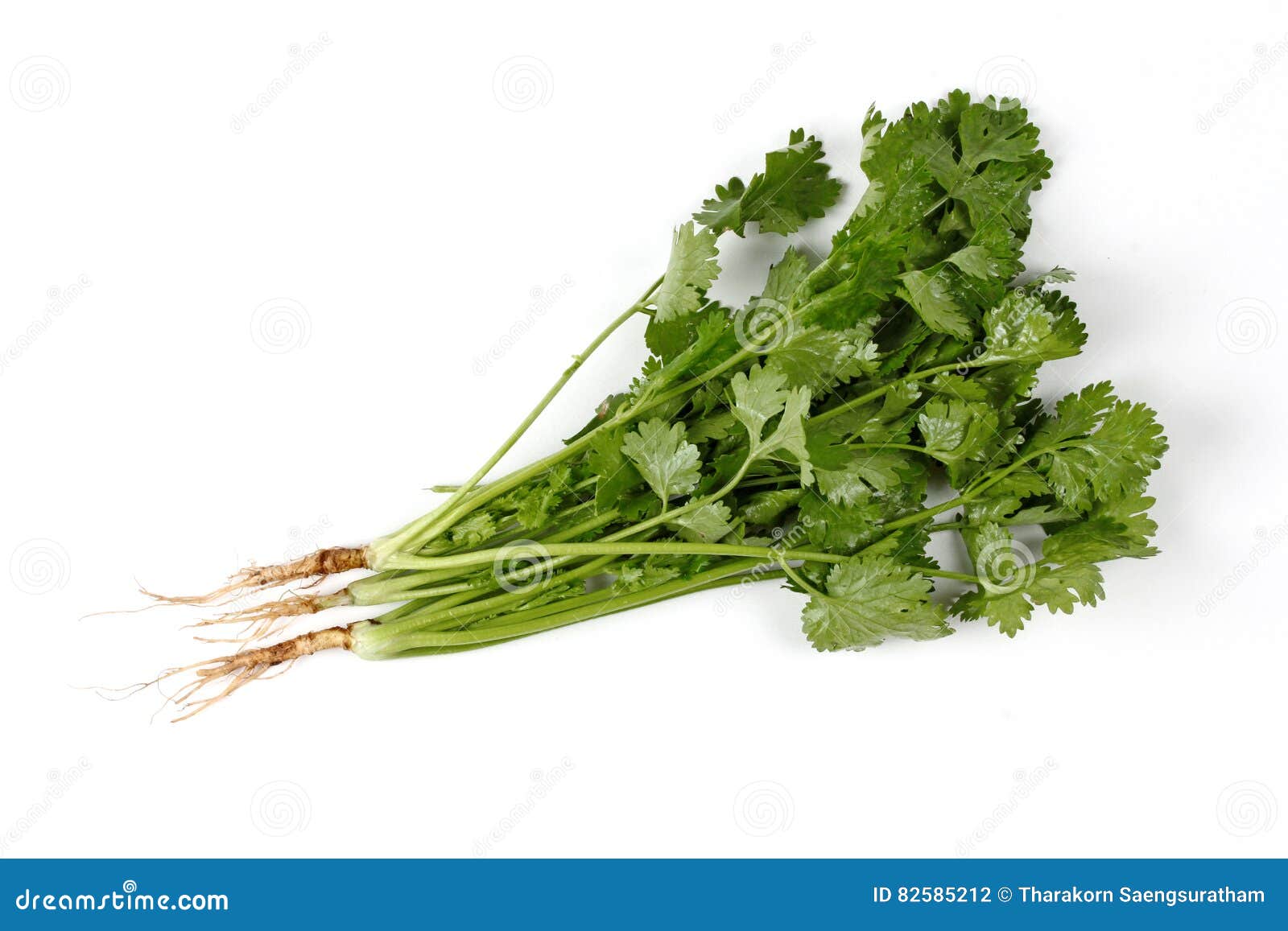 Coriander Leaves with Root Isolated on White Background. Stock Photo