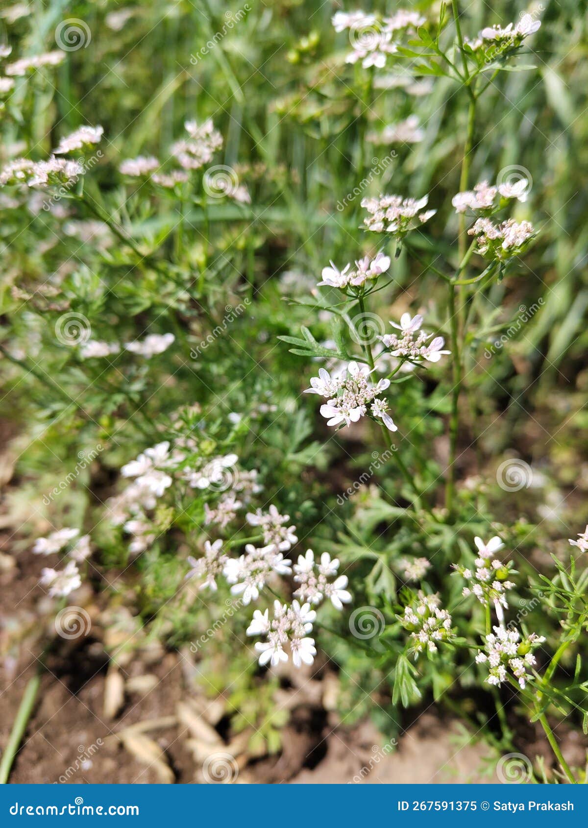 Coriander leaves with seed stock image. Image of plant 267591375