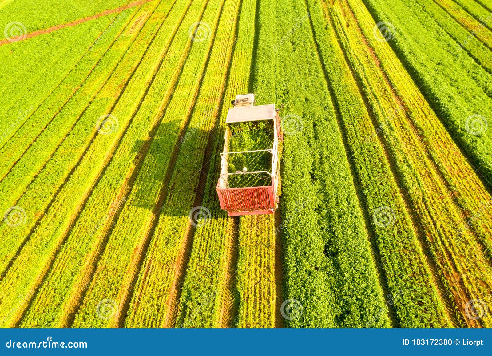 Coriander Picker Processing Rows in a Large Field, Aerial View. Stock
