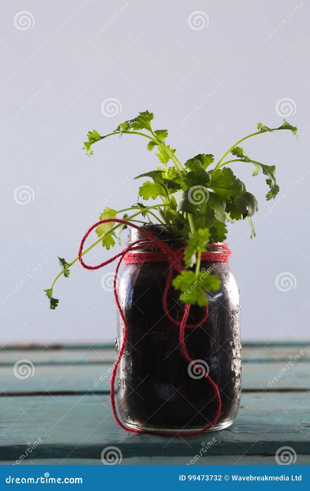 Coriander plant in jar stock photo. Image of fresh, copy 99473732