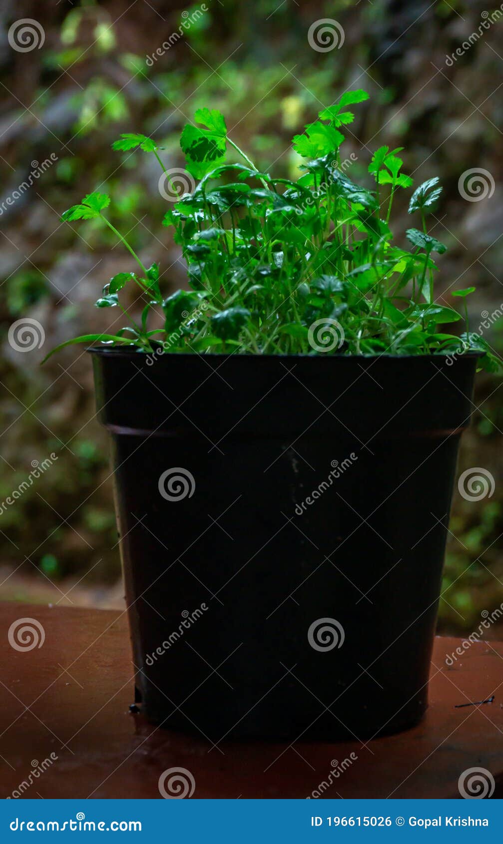 Coriander plant in a pot stock photo. Image of kitchen 196615026