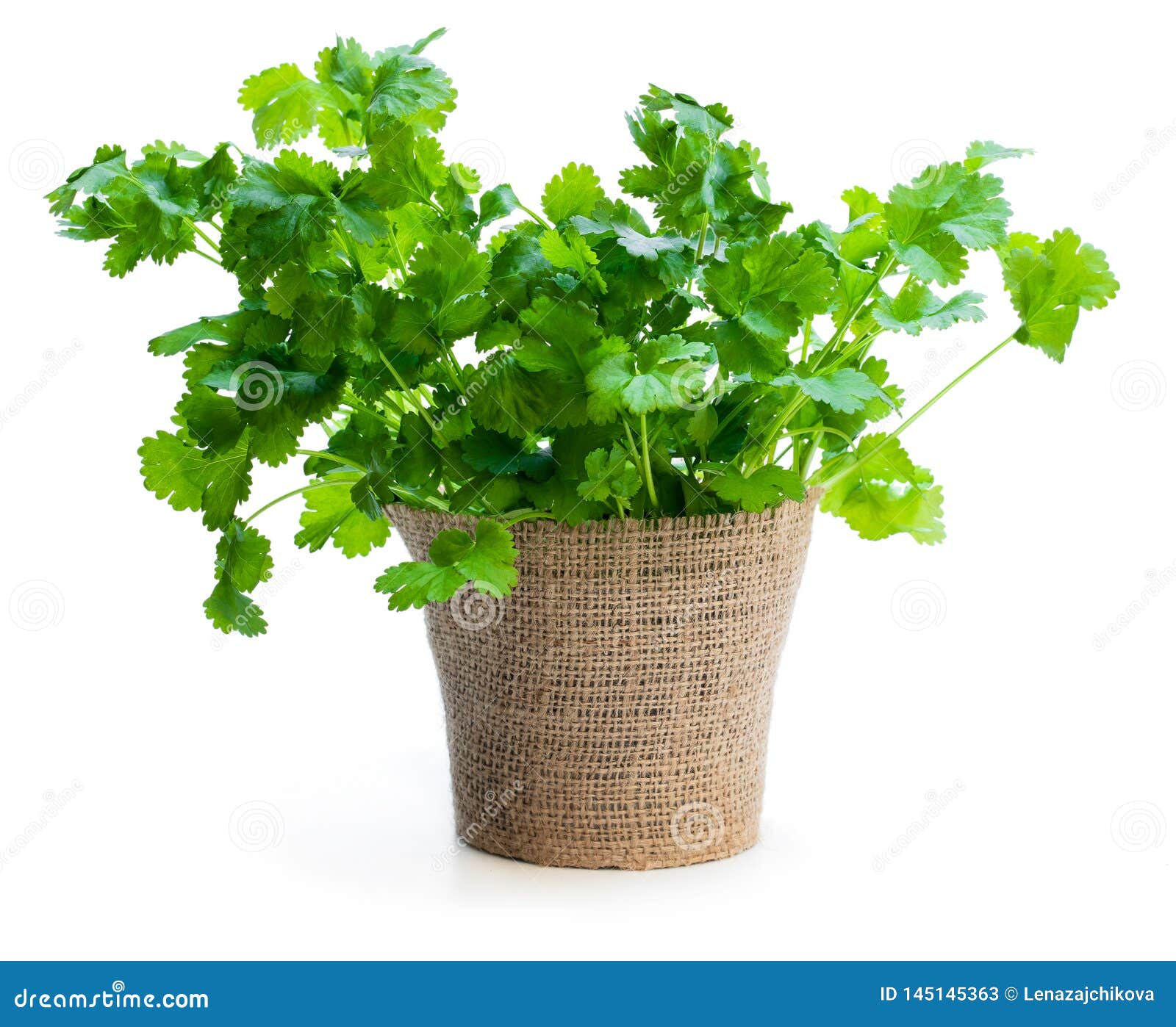 Coriander Plant in a Pot Isolated on White Stock Image Image of