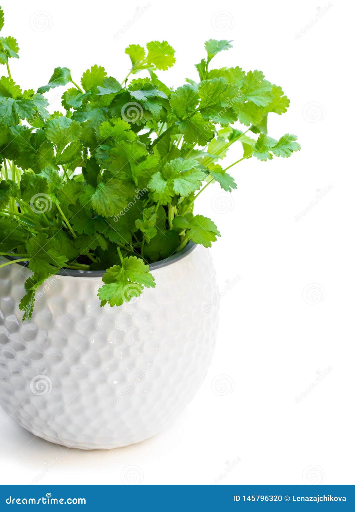 Coriander Plant in a Pot Isolated on White Stock Photo Image of