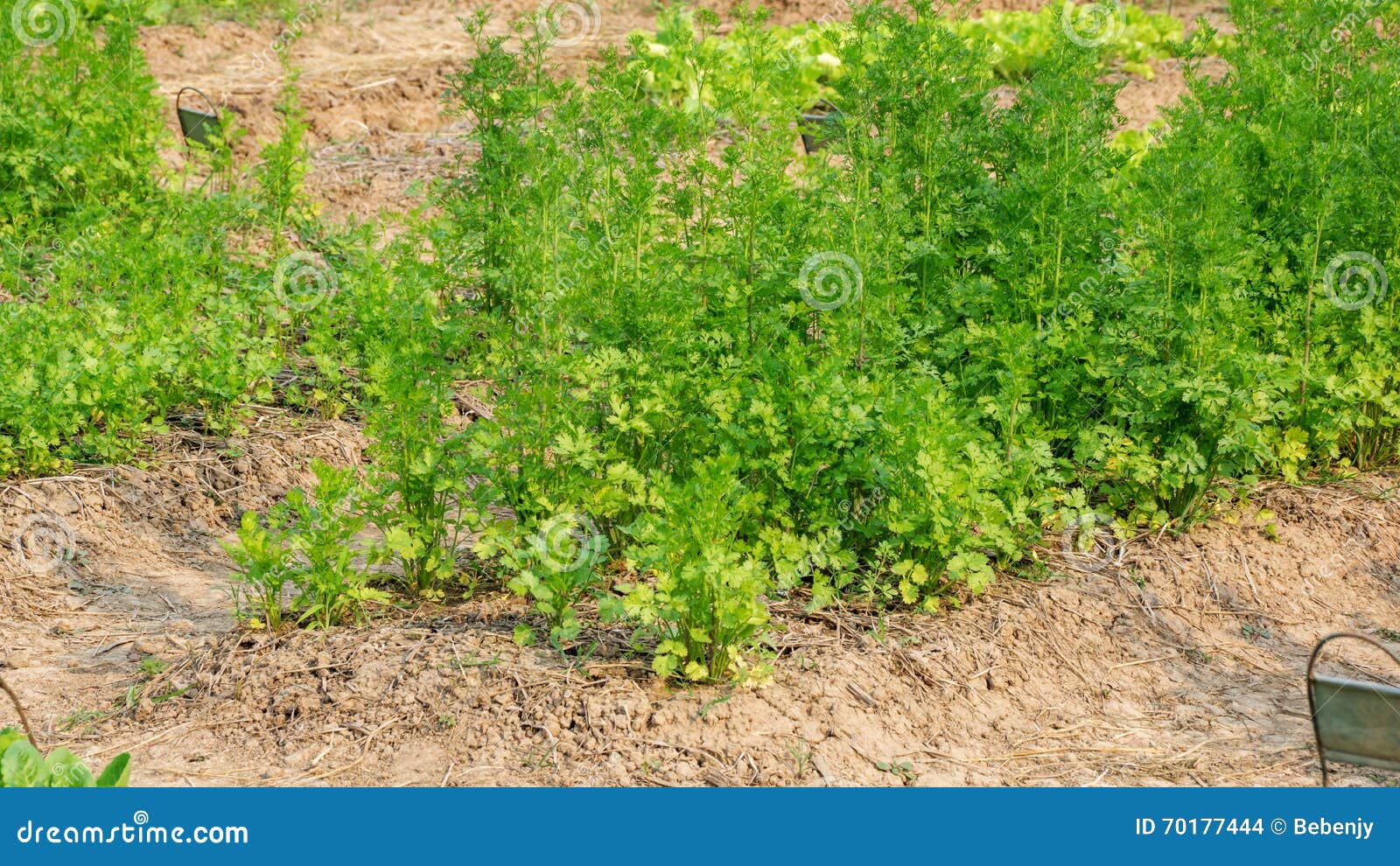 Coriander plant stock photo. Image of market, colorful 70177444