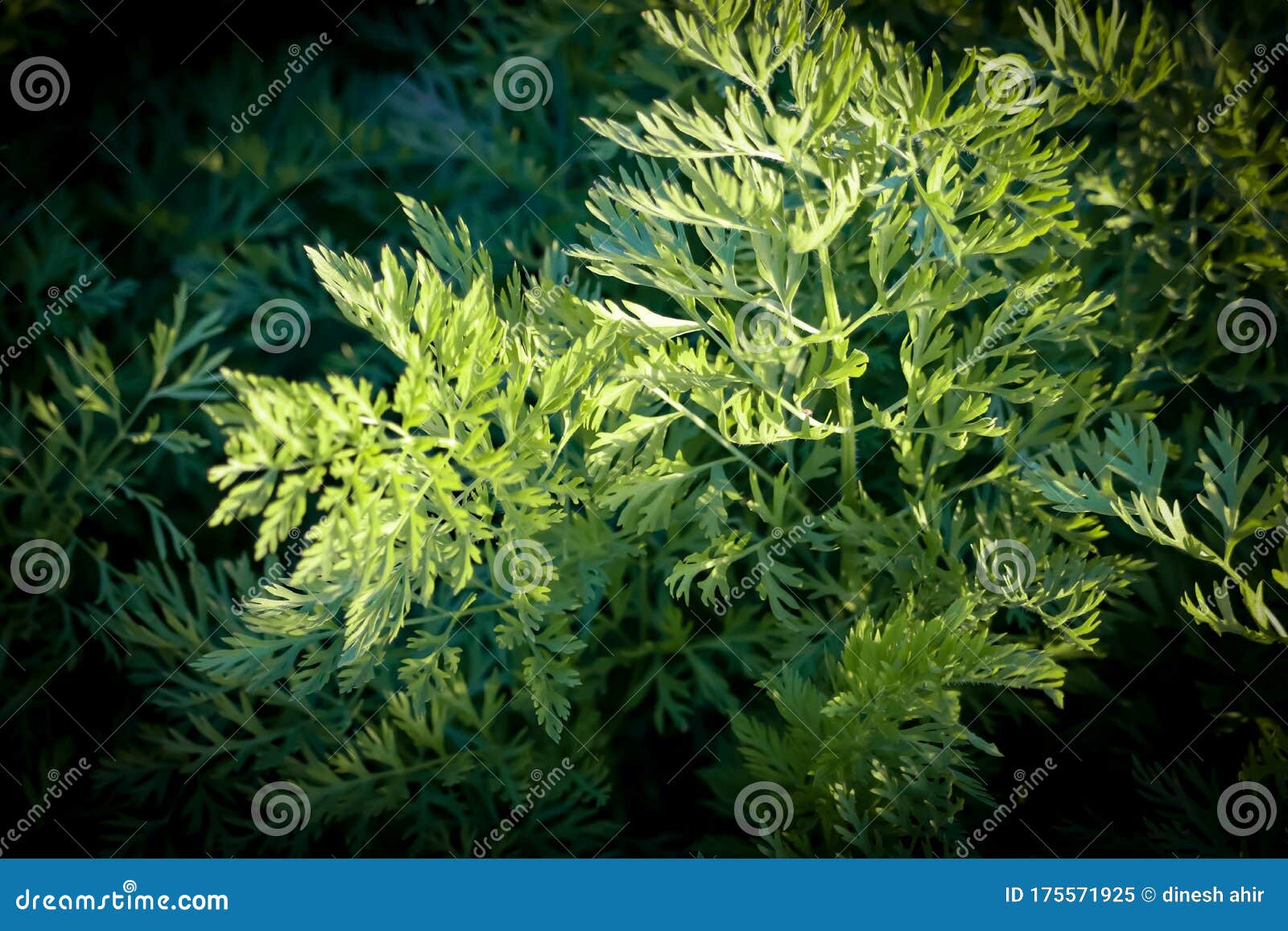 Coriander Plants and Green Leaves,Patterns of Coriander Leaves,Fresh