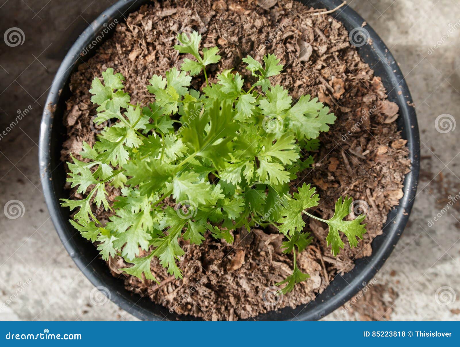 Coriander in pot stock photo. Image of coriander, seasoning 85223818