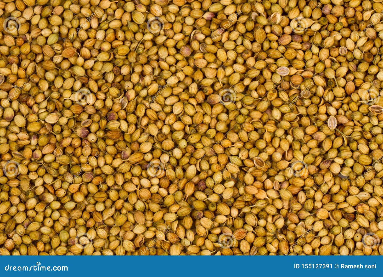 Coriander Powder with Seeds Stock Image Image of eating, herbs 155127391