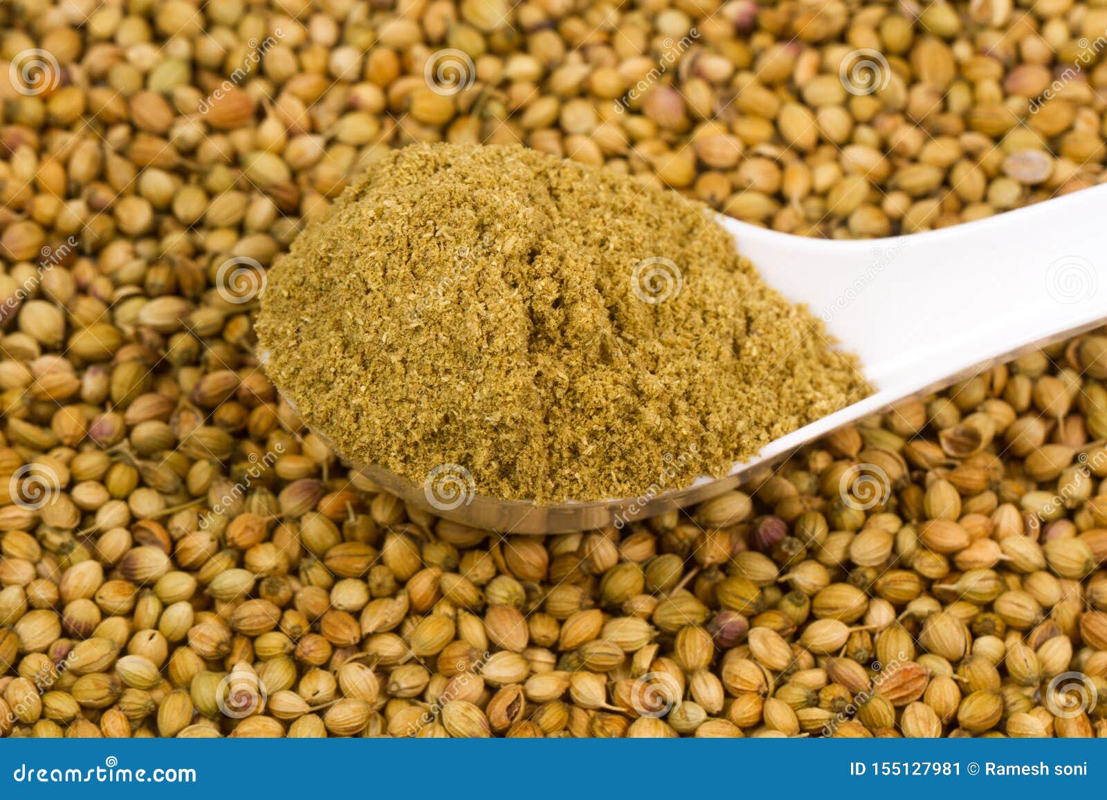 Coriander Powder with Seeds Stock Image Image of grain, eating 155127981
