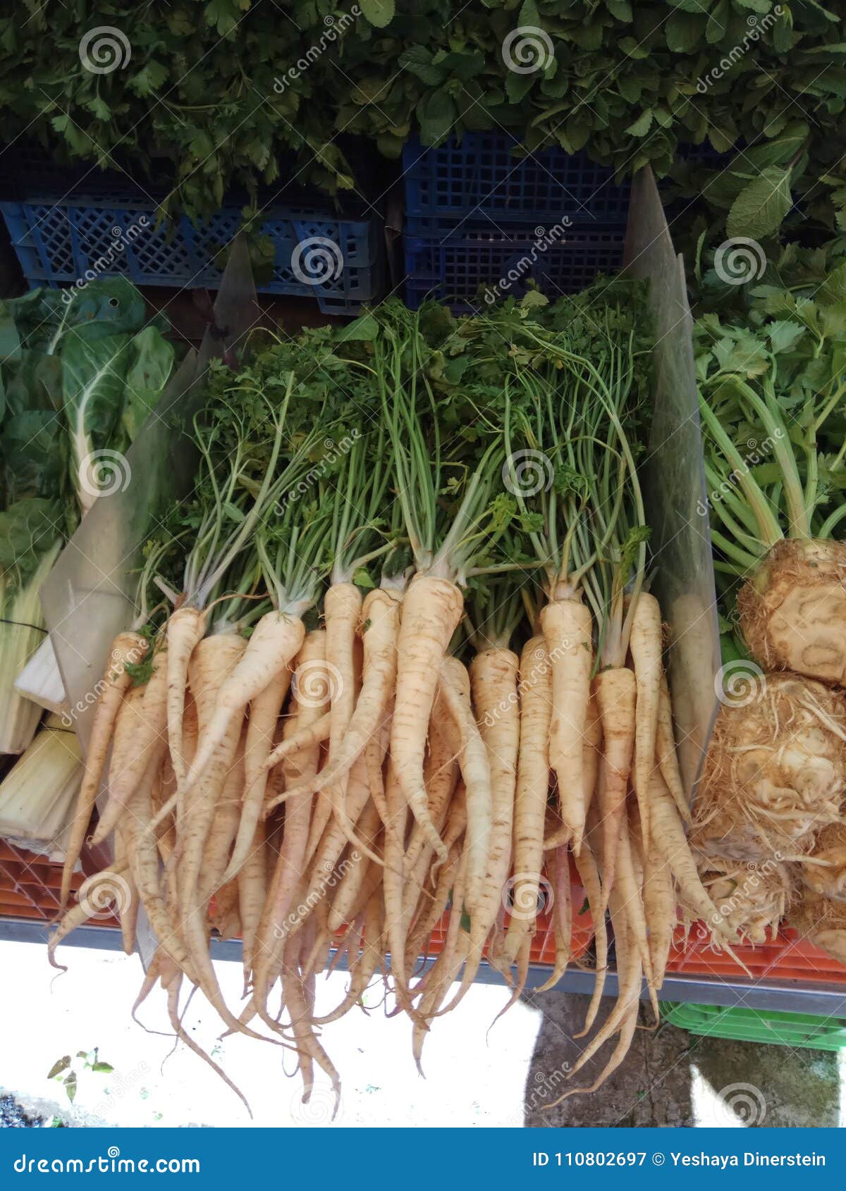 Coriander Root, on the Market Ready for Sale Stock Image Image of