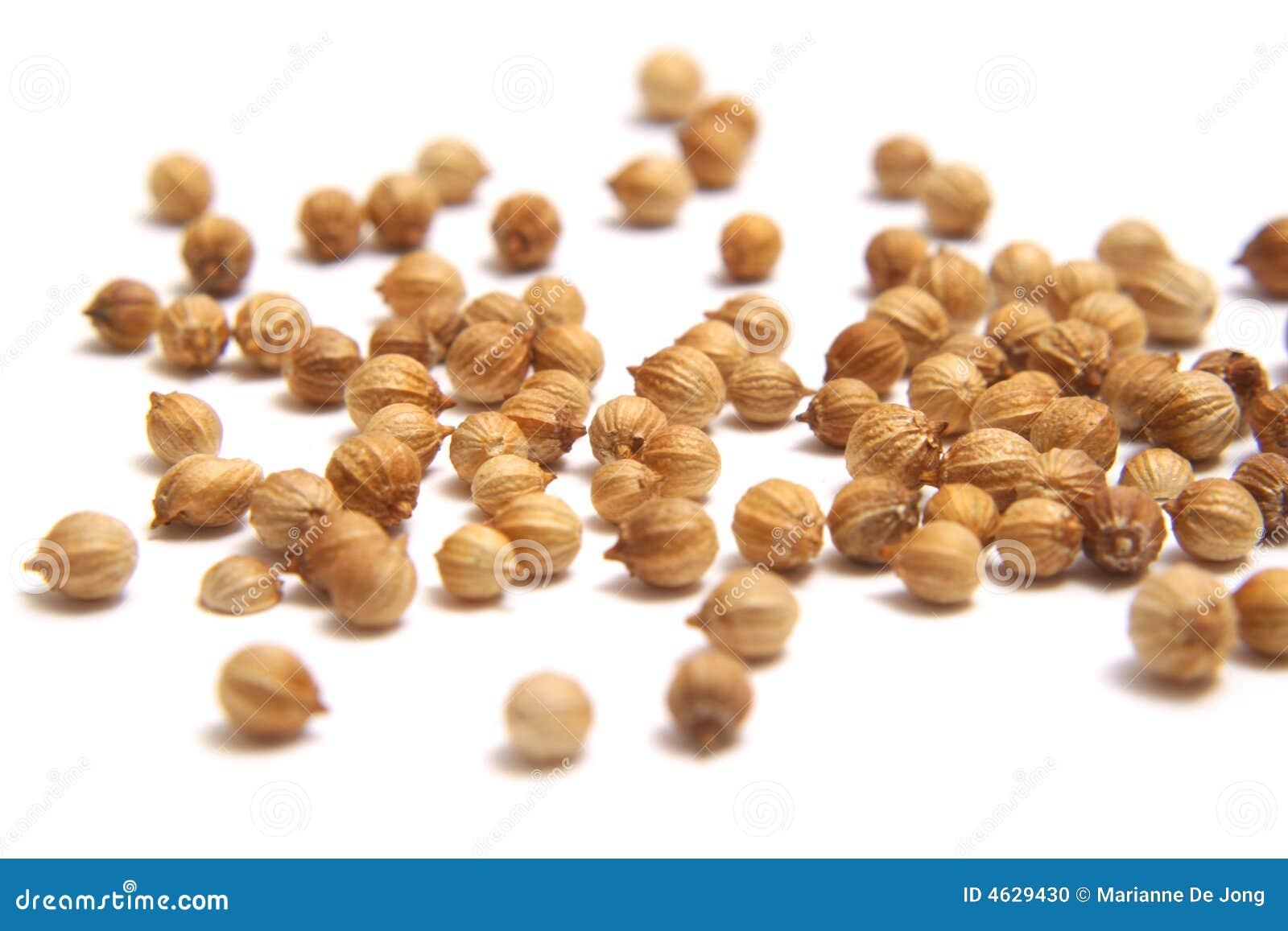 Coriander seed stock photo. Image of food, agriculture 4629430