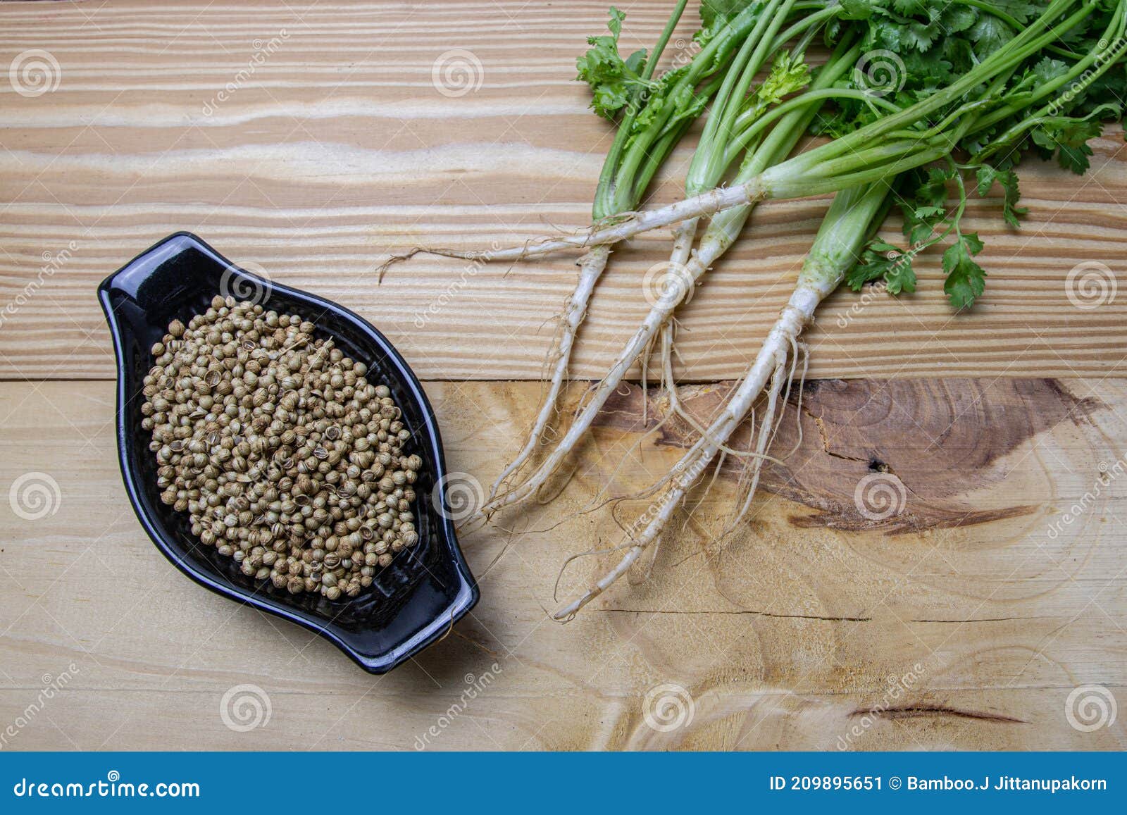 Coriander Seed and Coriander Root. Stock Image Image of seed, medical