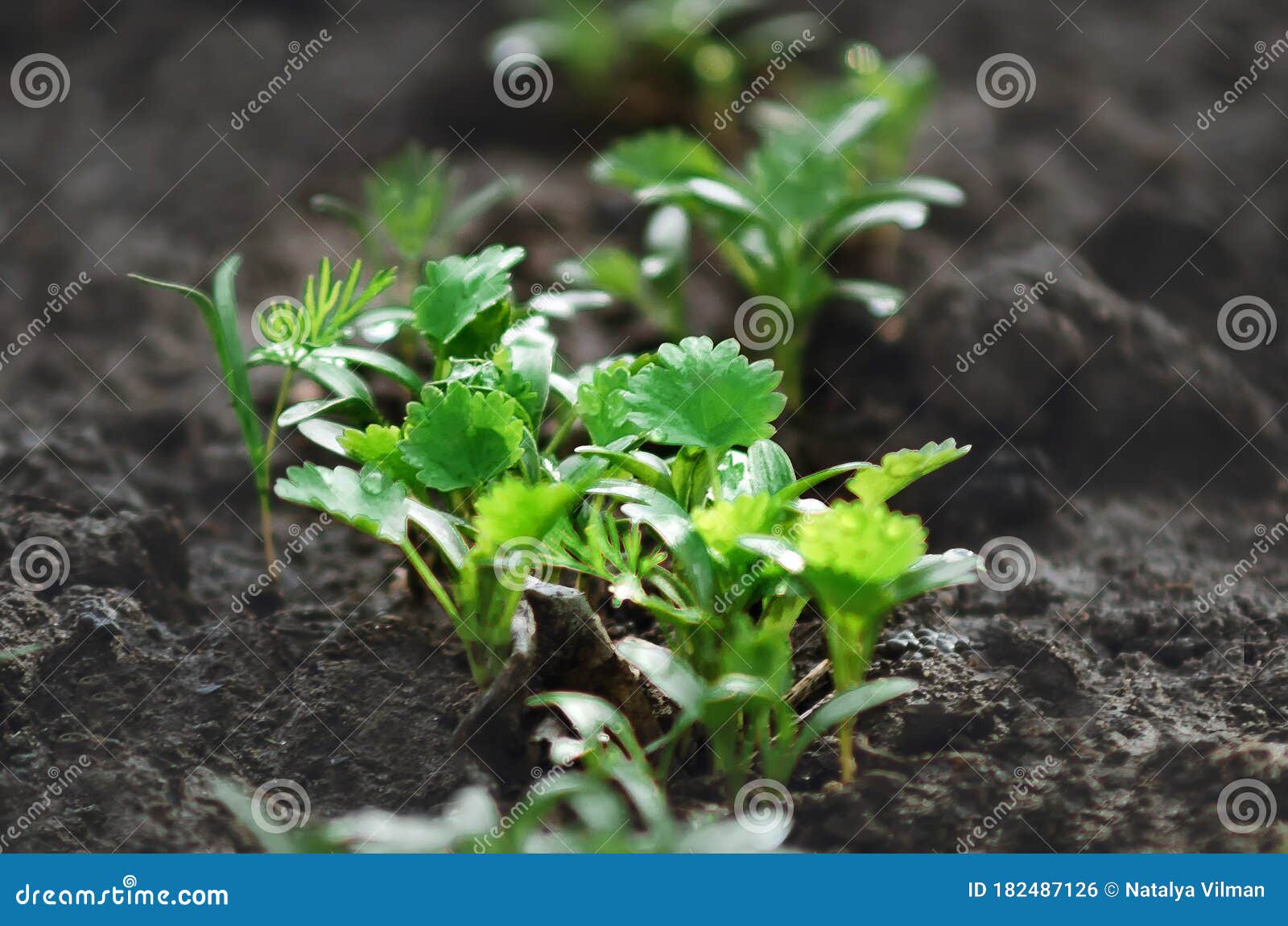 Coriander Seedling With First True Leaf. Closeup, Selective Focus Stock
