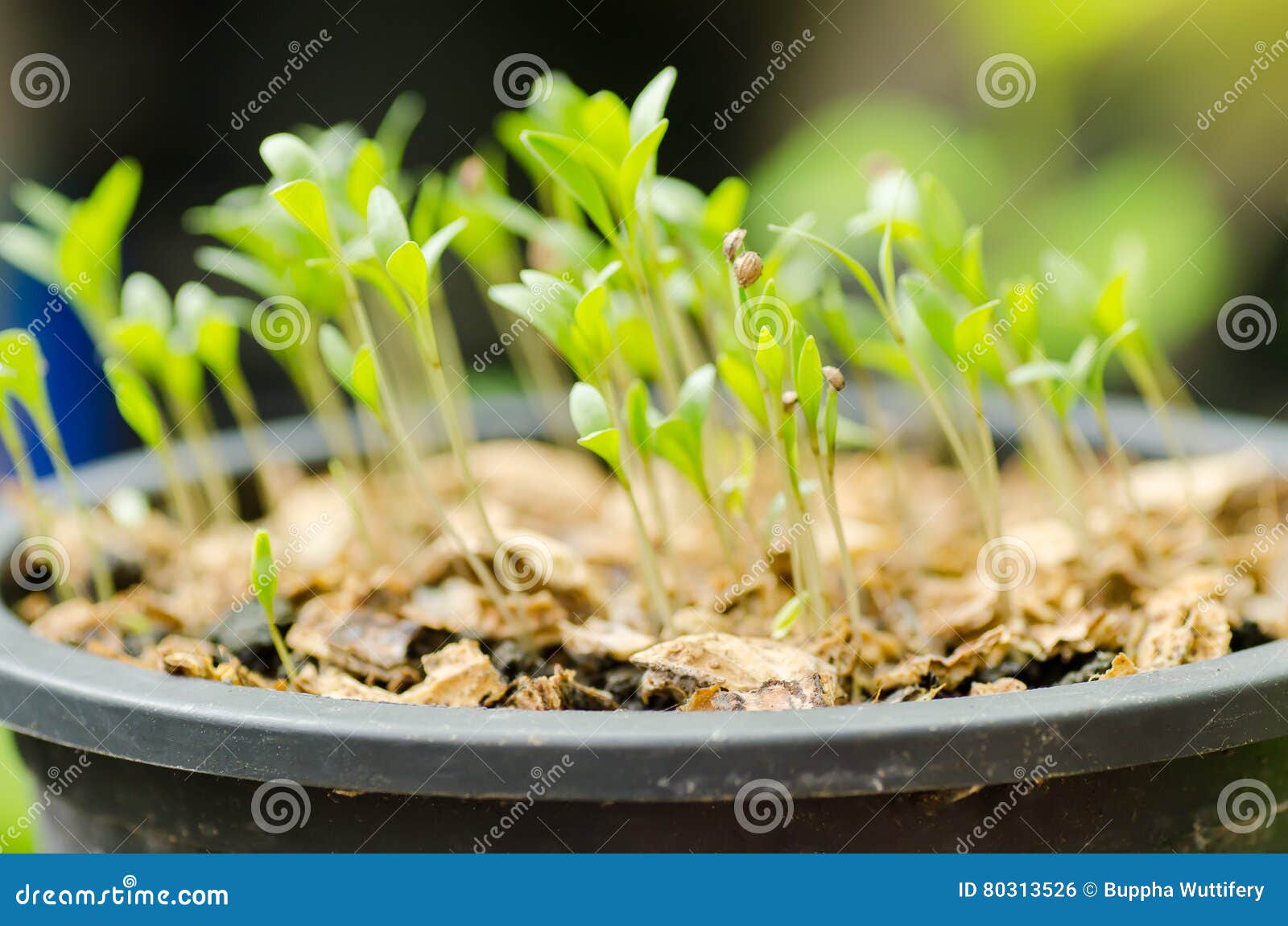 Coriander seedling stock photo. Image of leaves, grow 80313526