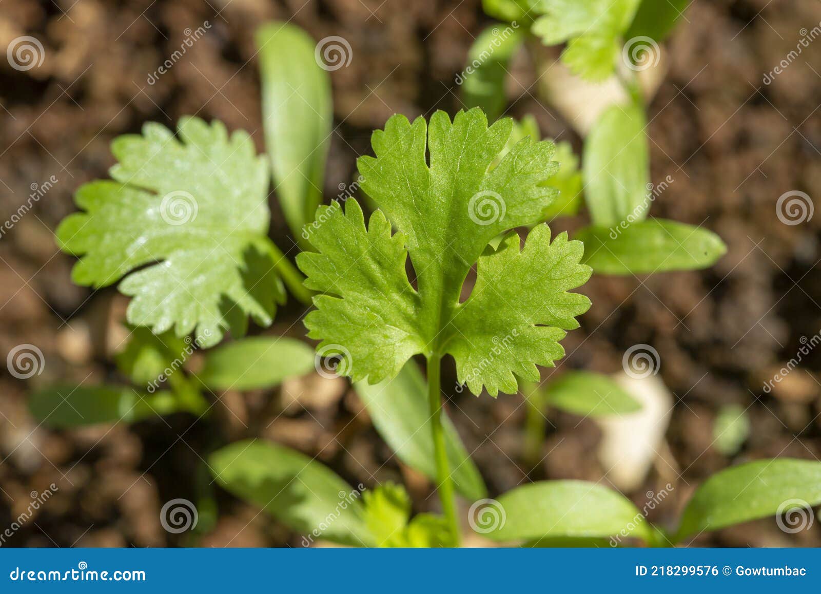 Coriander Seedling in a Pot. Stock Photo Image of nature, field