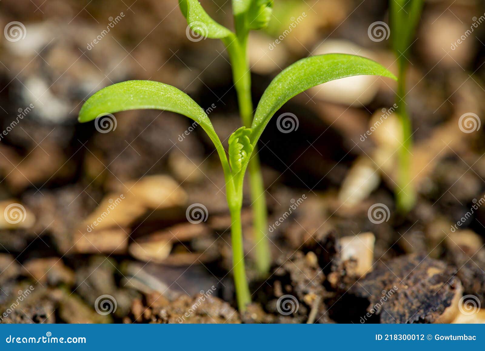Coriander Seedling in a Pot. Stock Photo Image of spring, field