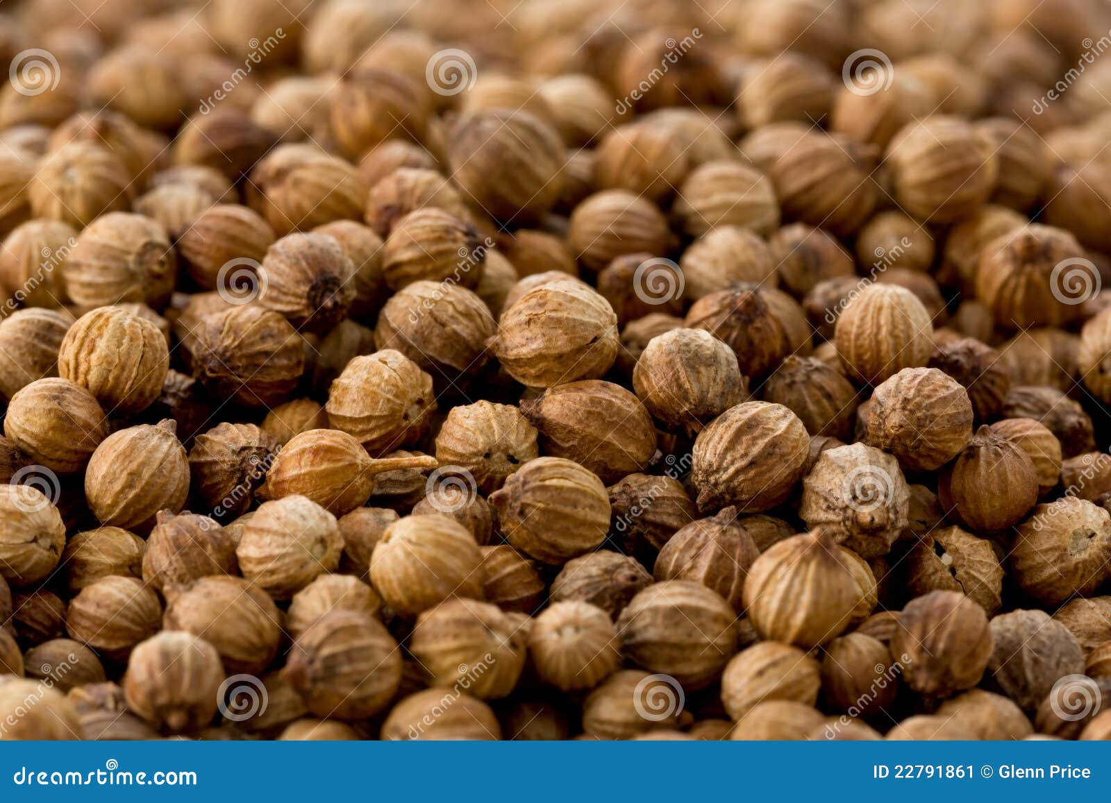 Coriander Seeds (Coriandrum Sativum) Stock Image Image of seeds