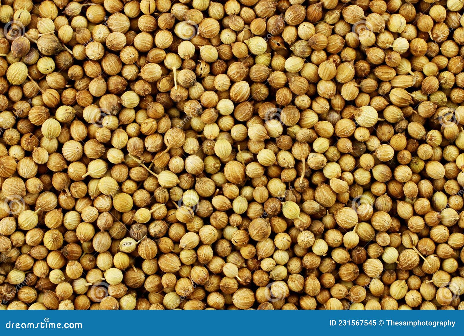 Coriander a spice stock image. Image of food, edible 231567545