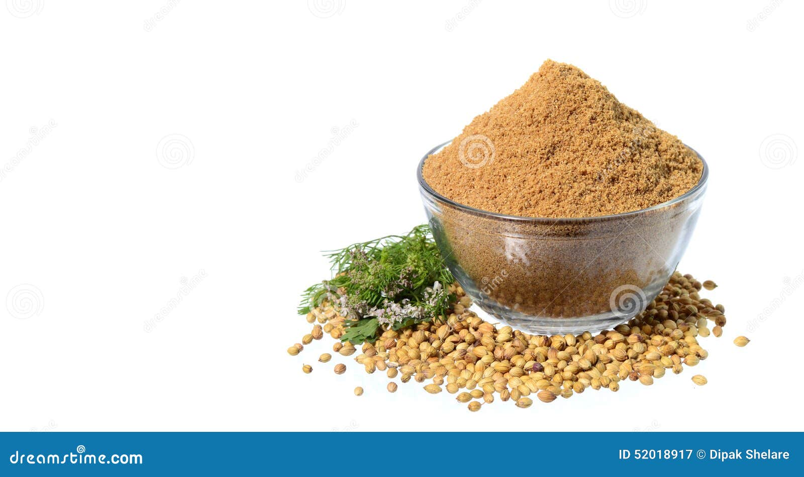 Coriander Seeds, Fresh Coriander and Powdered Coriander Stock Image