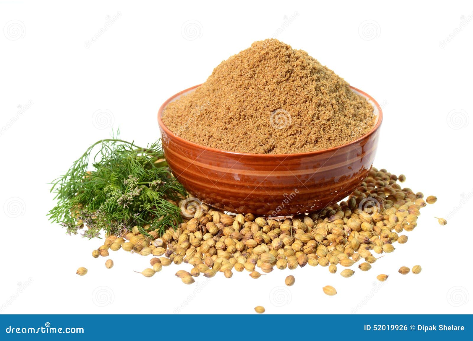 Coriander Seeds, Fresh Coriander and Powdered Coriander Stock Photo