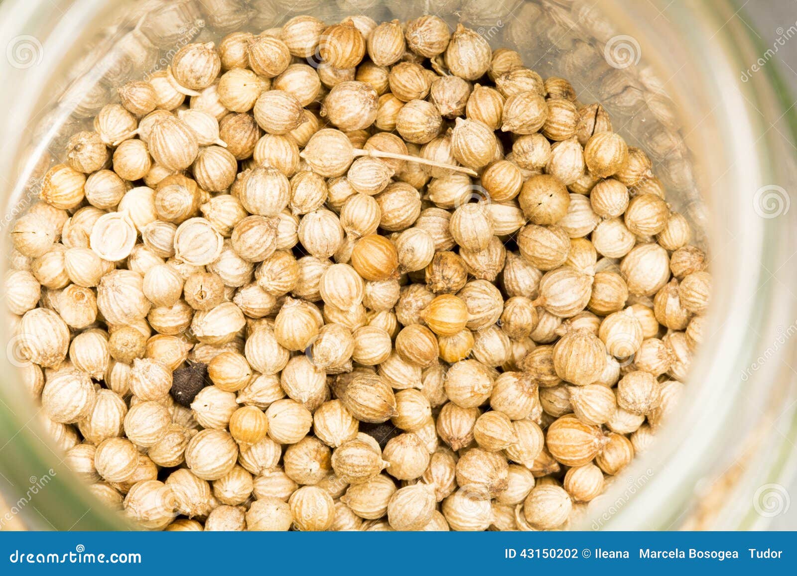 Coriander Seeds in a Glass Jar Stock Photo Image of coriander, group