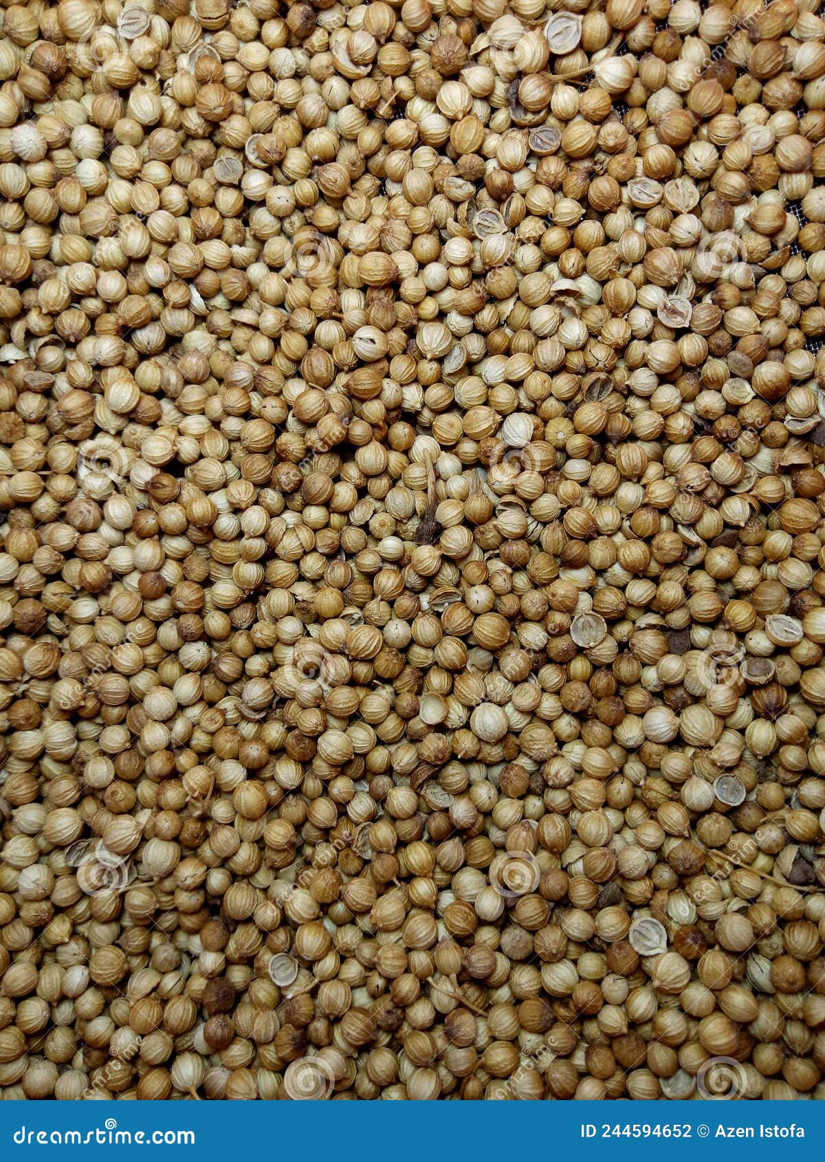 Coriander Seeds are Good and Fragrant Stock Photo Image of herb, farm