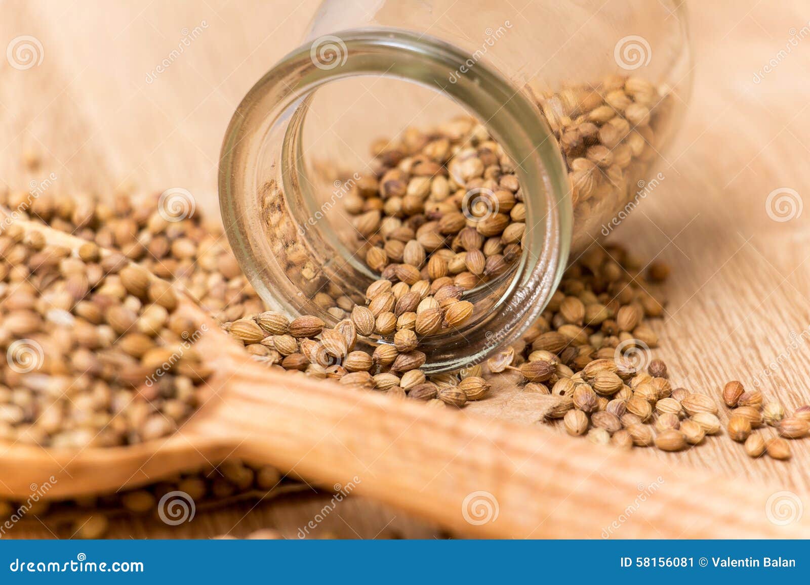 Coriander Seeds stock image. Image of coriander, flavor 58156081