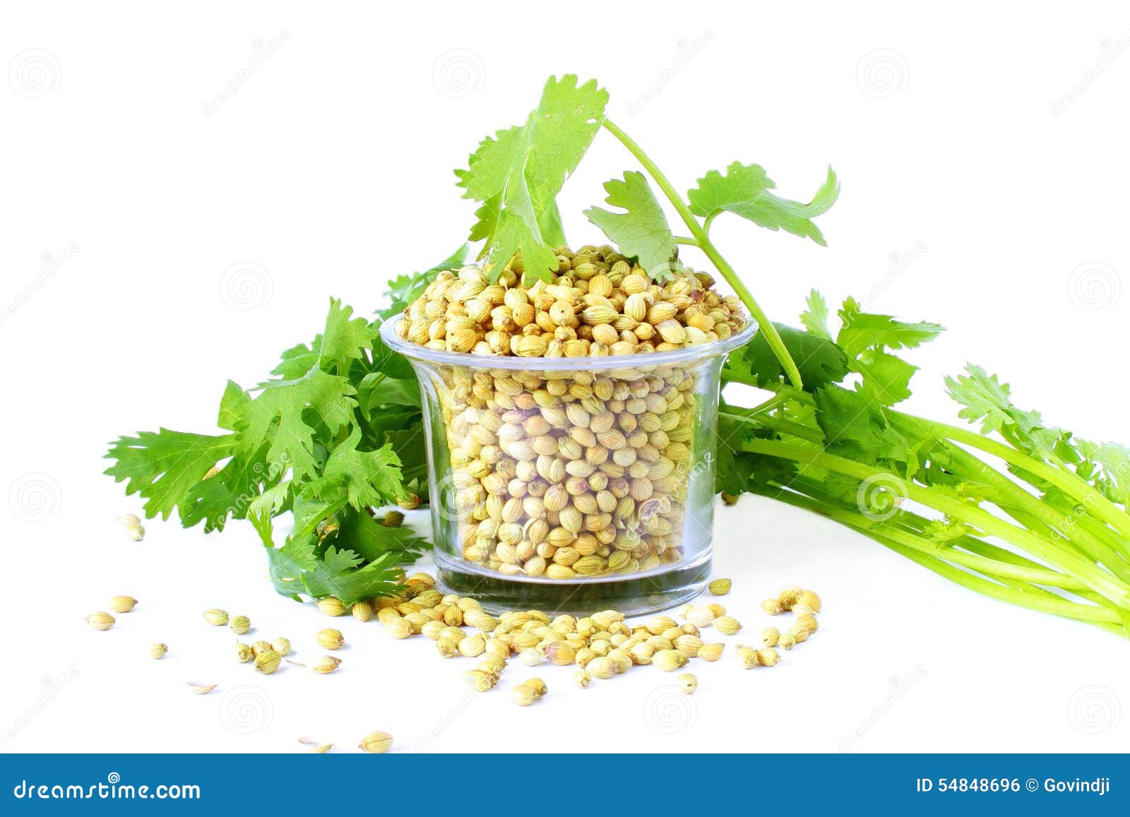 Coriander Seeds with Leaves in White Background Stock Photo Image of leaves, herbal 54848696