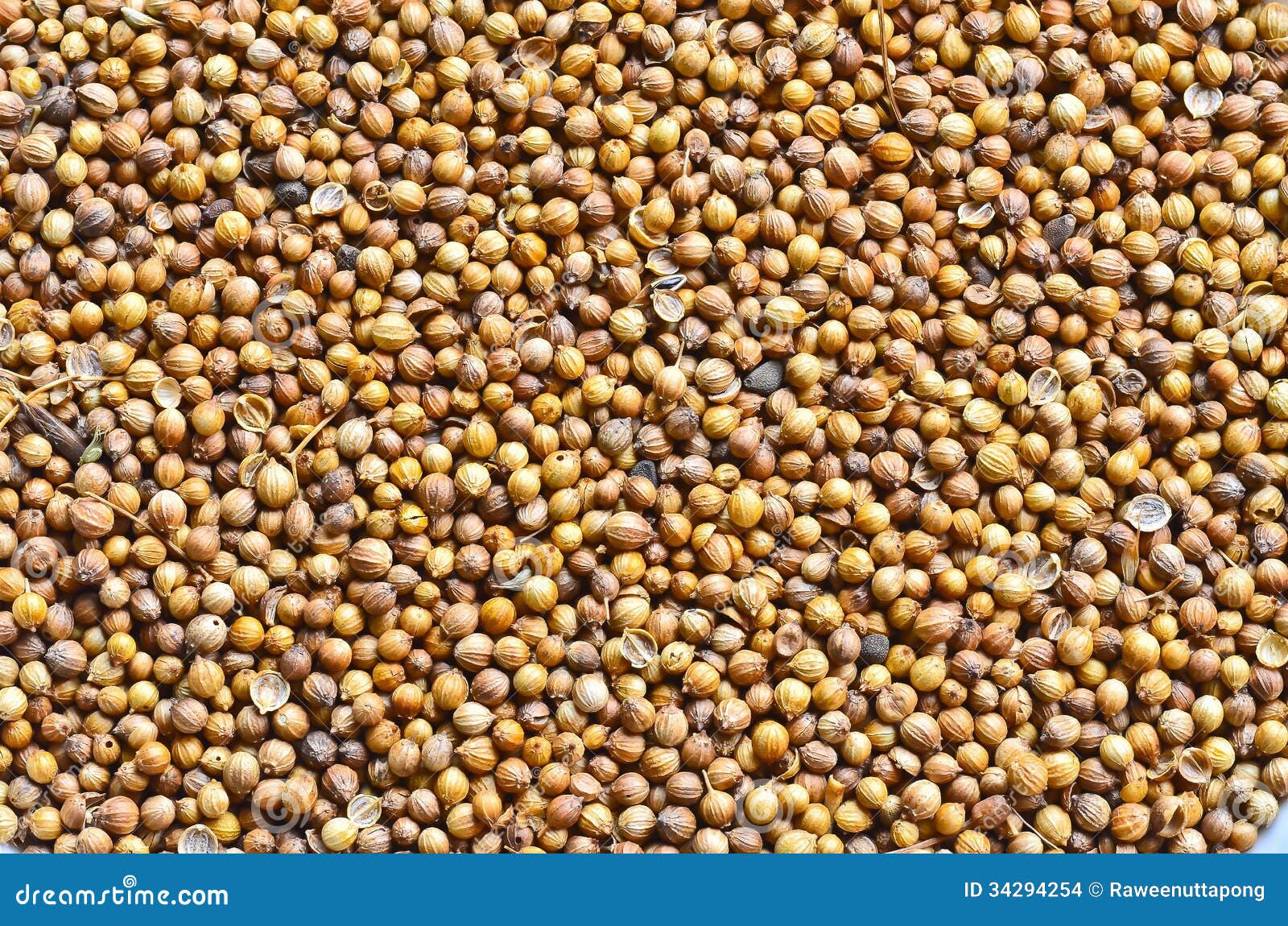 Coriander seeds stock photo. Image of additive, freshness 34294254