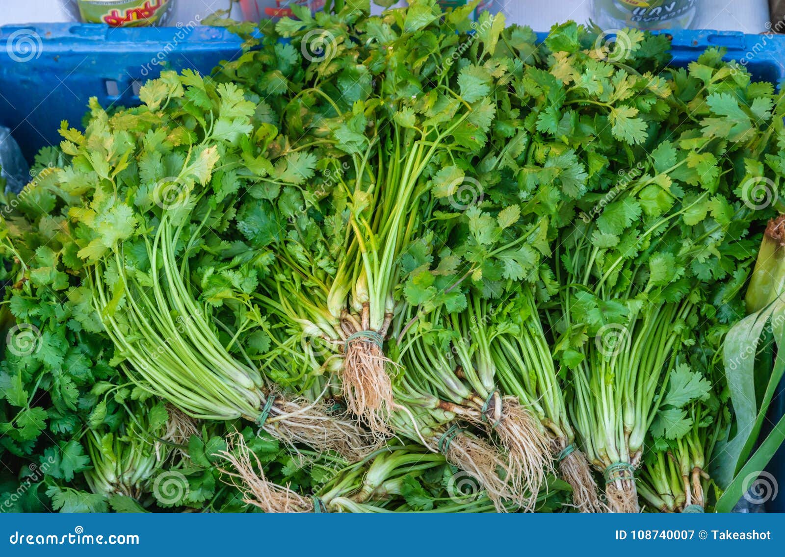 Coriander for Sell in the Fresh Market Stock Image Image of pattern