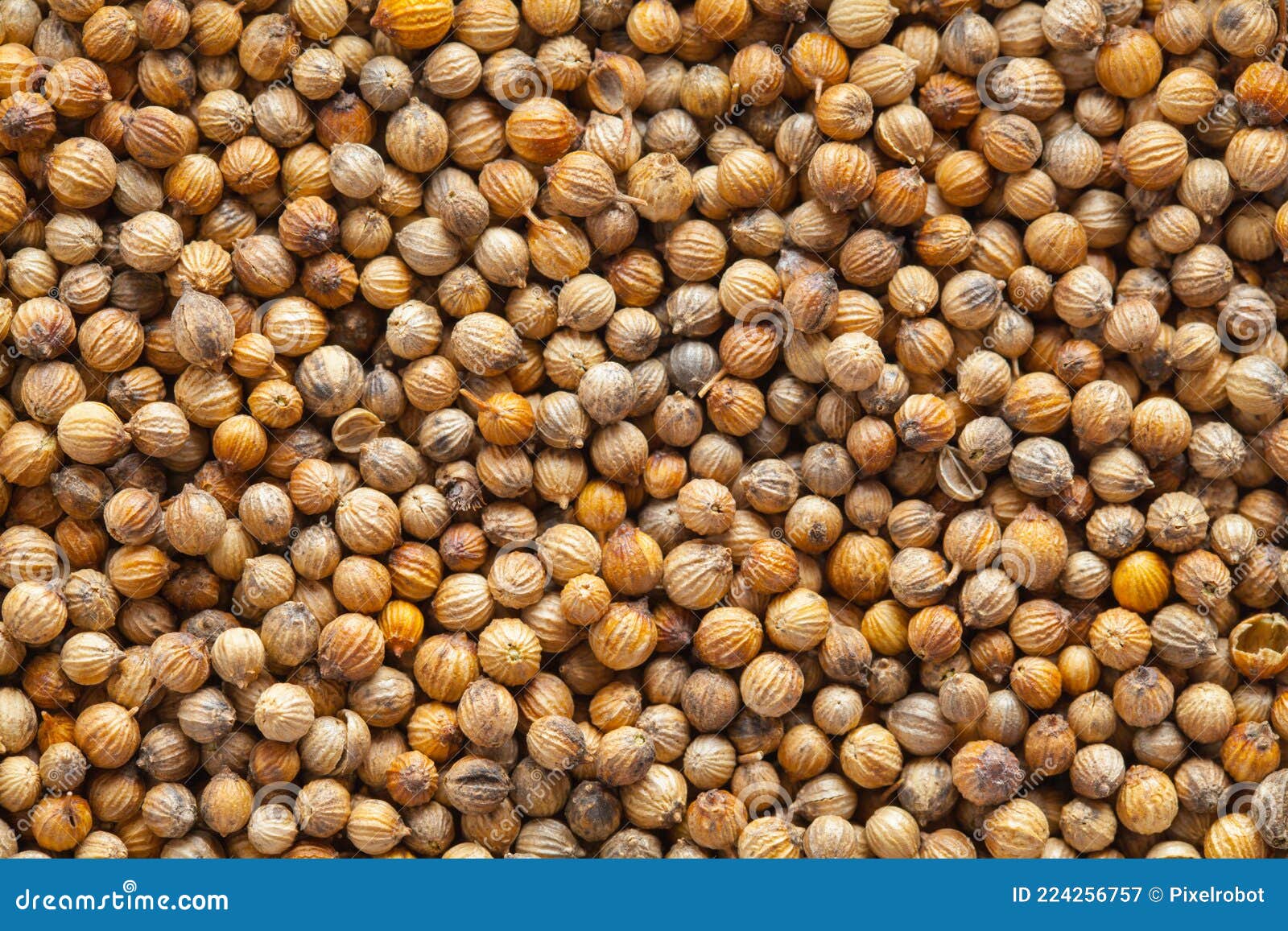 Coriander Spice Background stock image. Image of leaf 224256757
