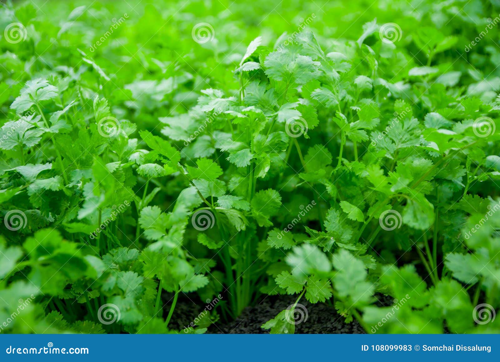 Coriander Thailand, Coriander in Thailand, Coriander in Asian Stock