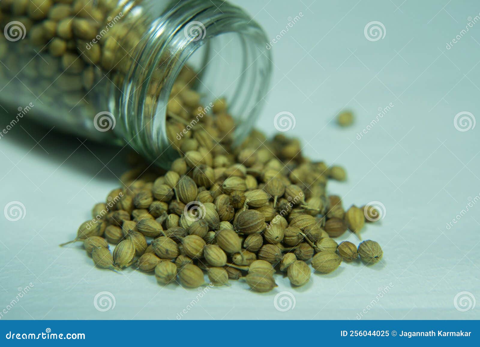 Coriander is Used in Cooking and Also Has Many Properties Stock Image
