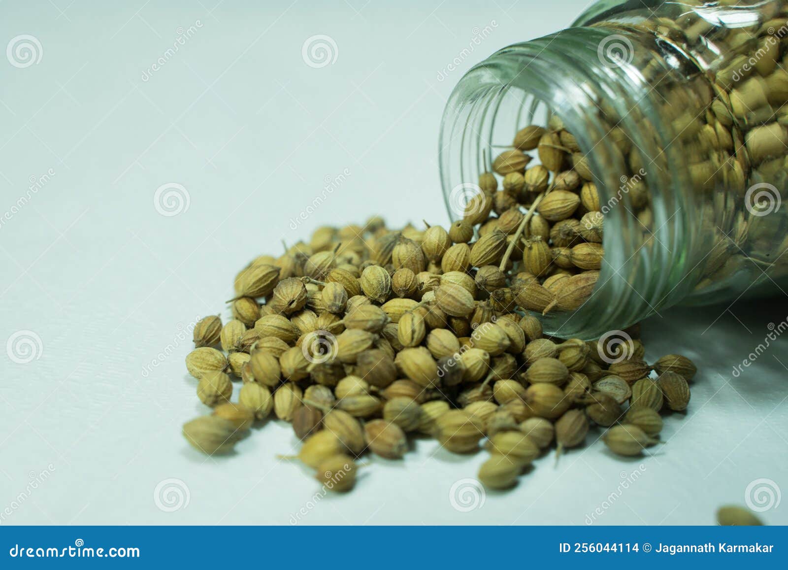 Coriander is Used in Cooking and Also Has Many Properties Stock Photo