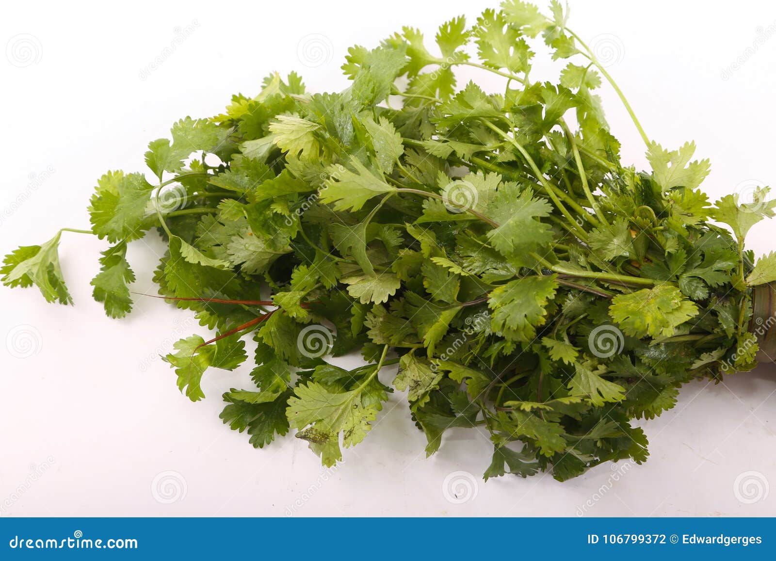 Coriander vegetable stock photo. Image of healthy, aromatic 106799372