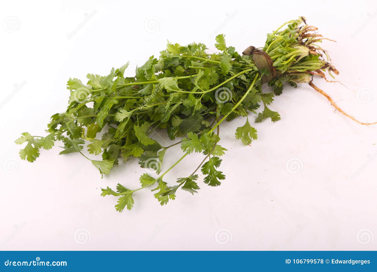 Coriander vegetable stock photo. Image of parsley, leaves 106799578