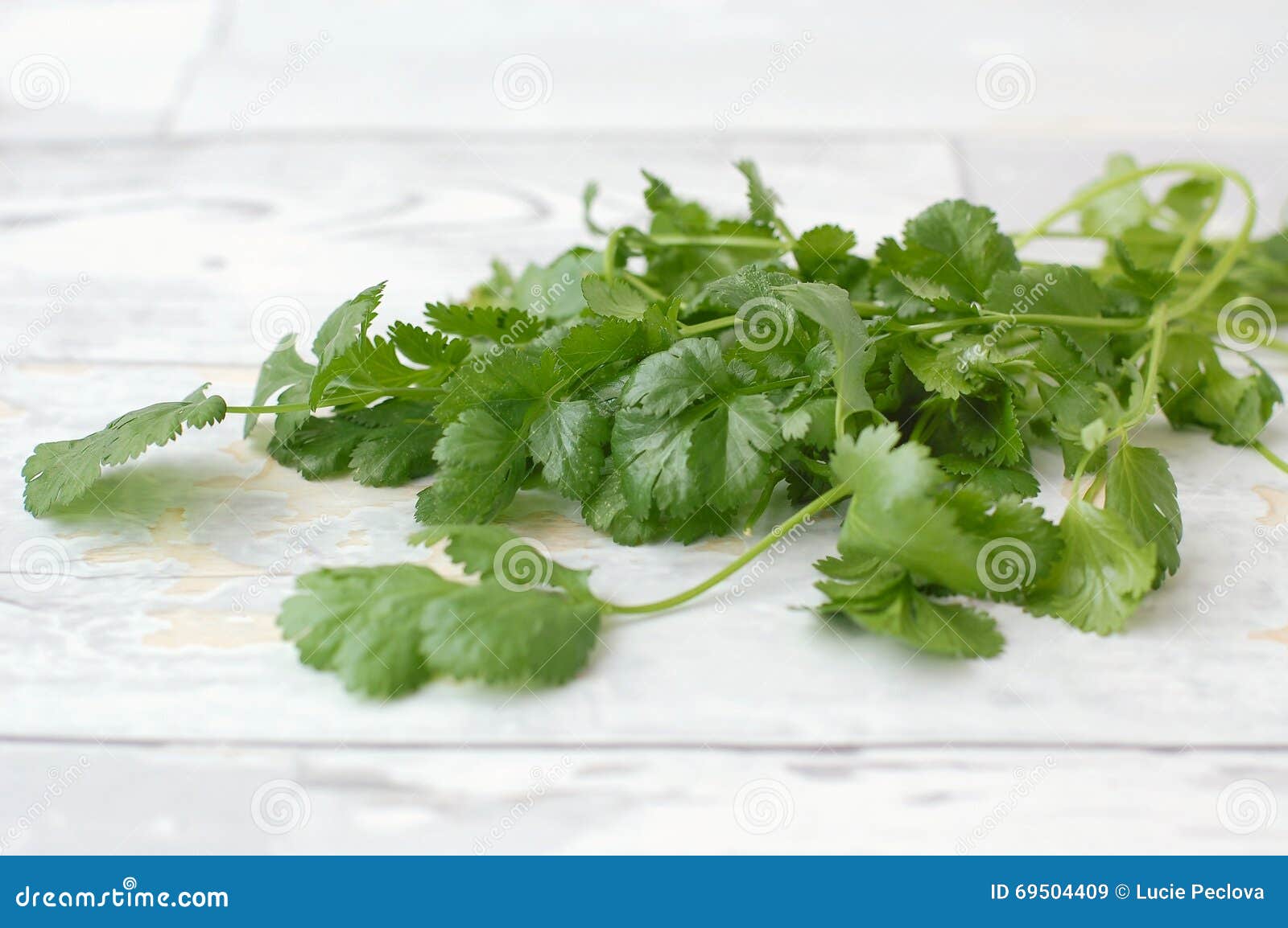 Coriander on the wood stock image. Image of healthy, front 69504409