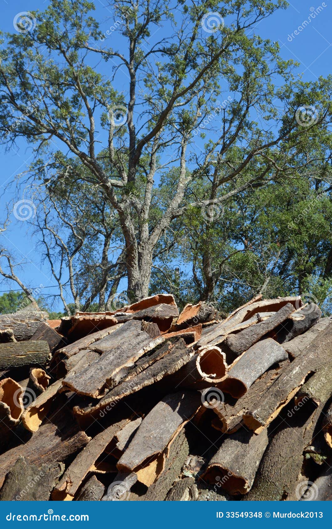 Cork bark stock photo. Image of cork, tree, orrange, cutting 33549348