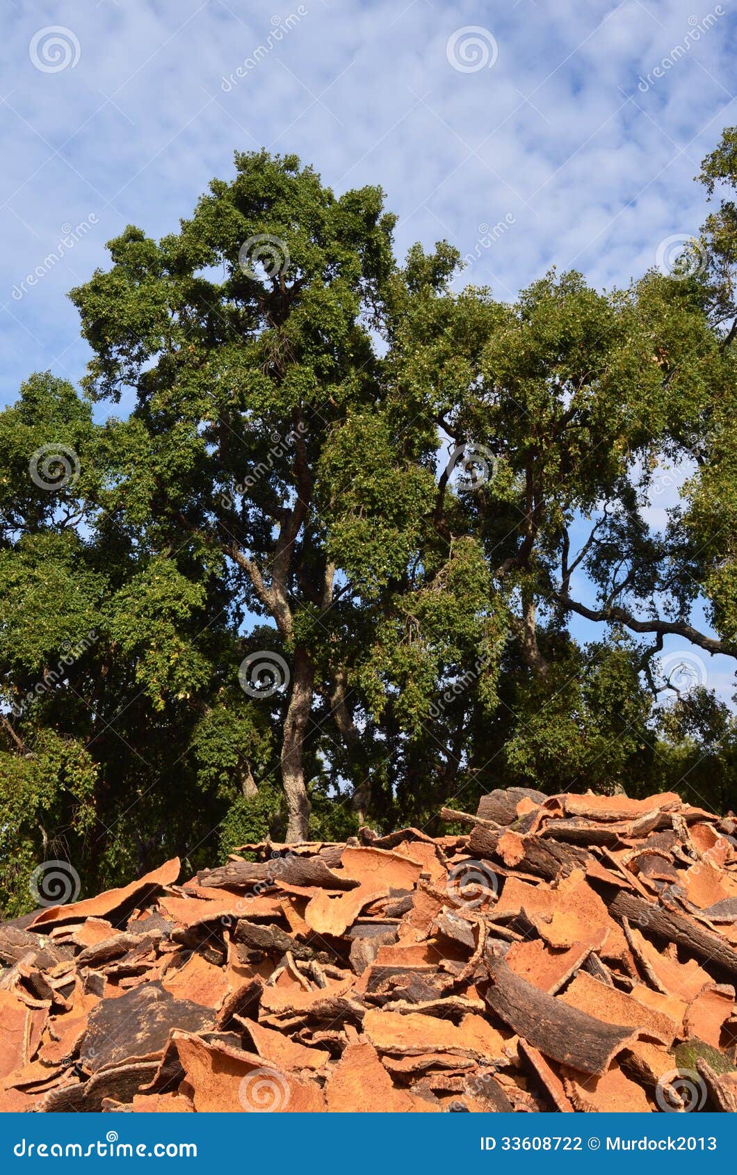 Cork bark stock photo. Image of bark, biological, sawing 33608722