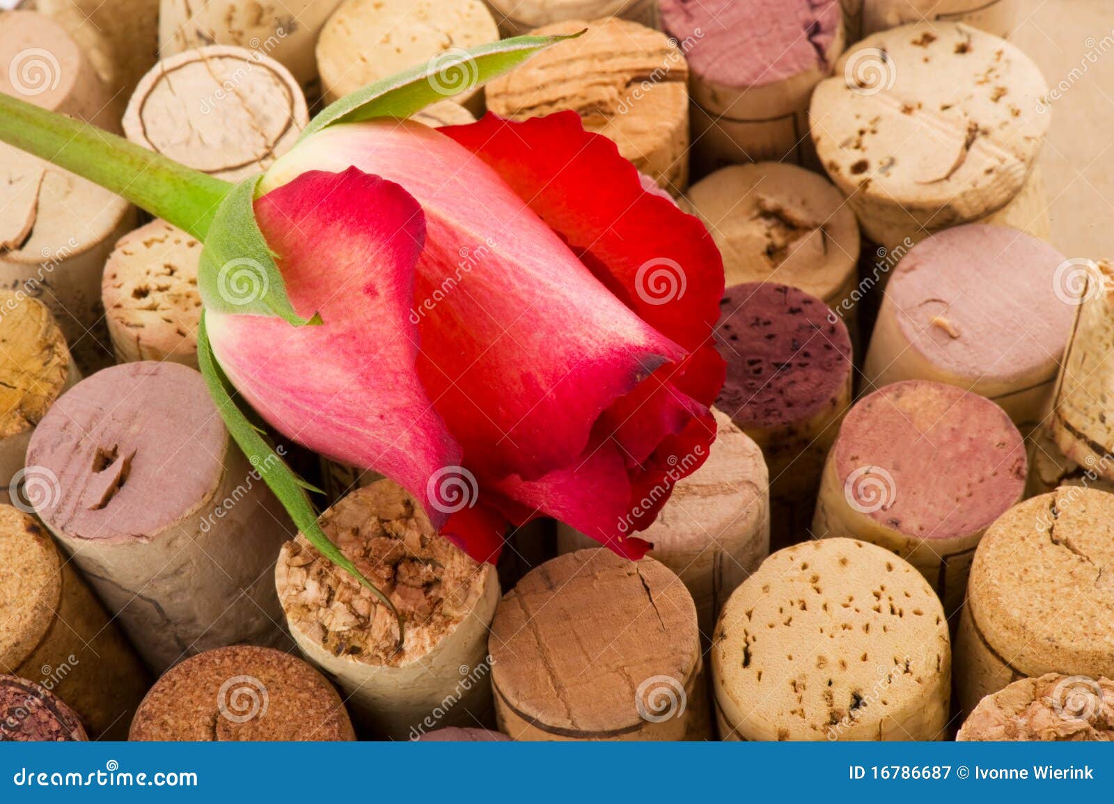 Cork from Bottles with Rose Stock Image Image of corks, romance 16786687