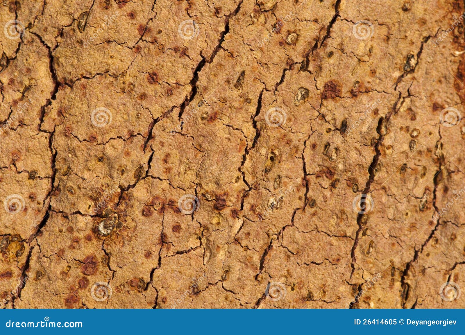 Cork crust stock image. Image of bark, crust, background 26414605