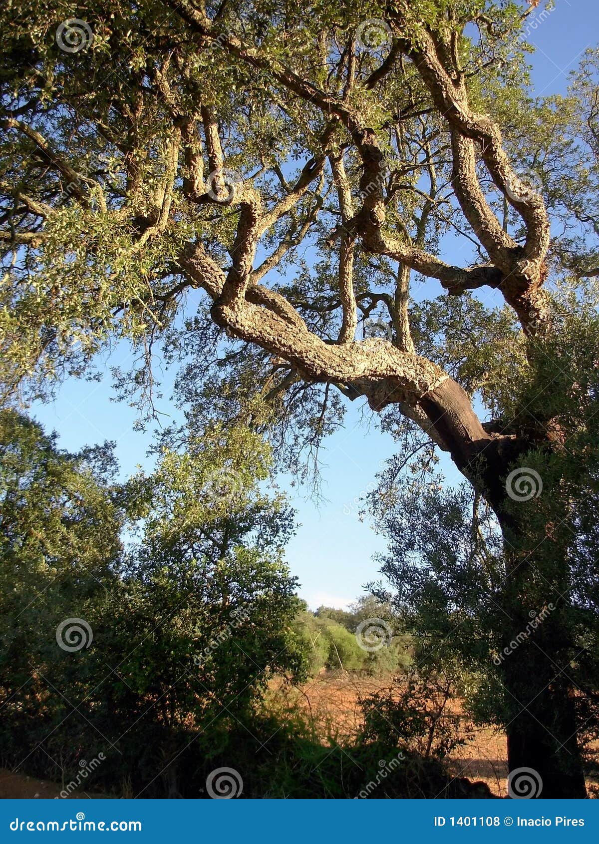 Cork oak stock photo. Image of mediterranean, plants, grass 1401108