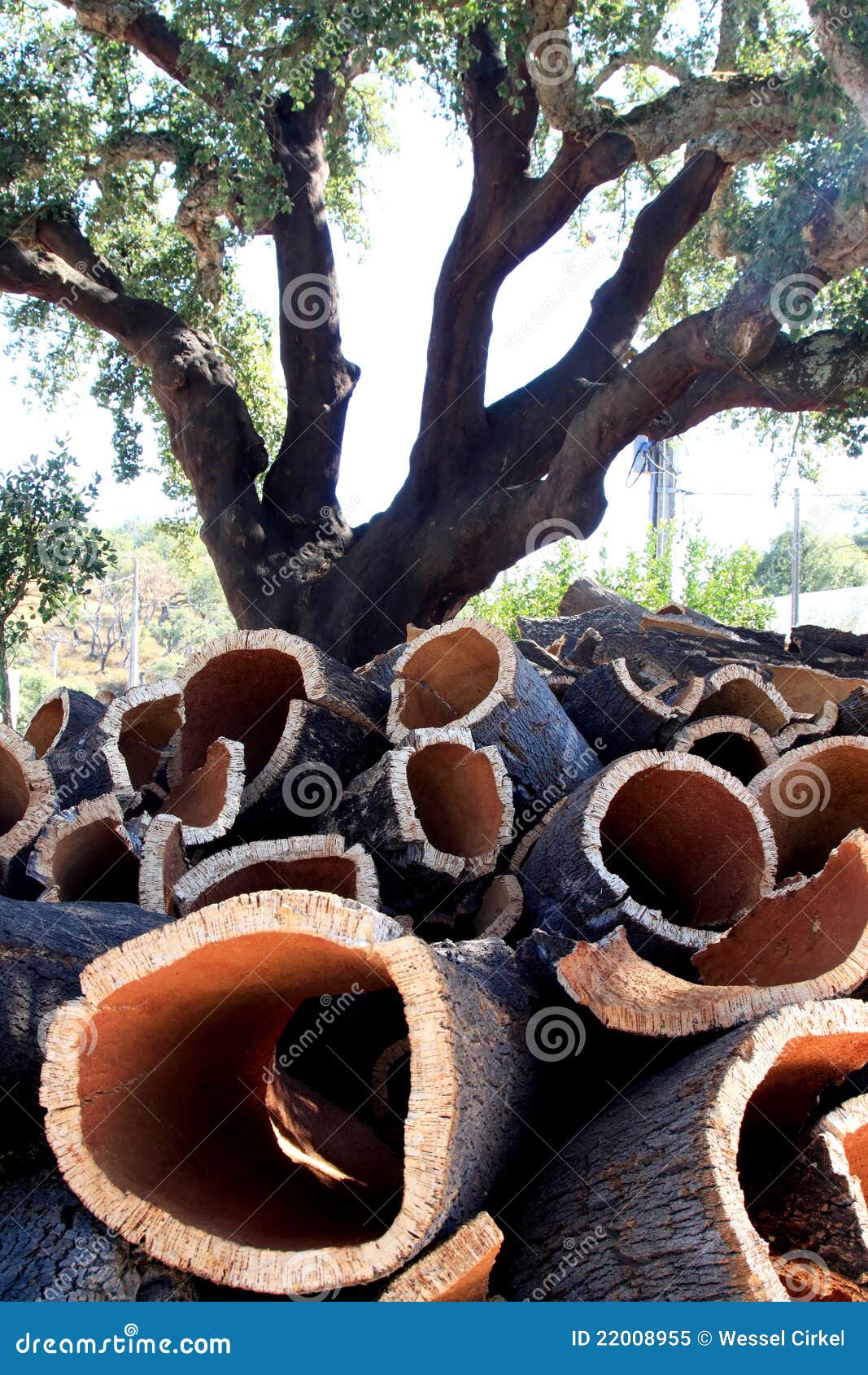 cork oak and stacked bark in alentejo, portugal