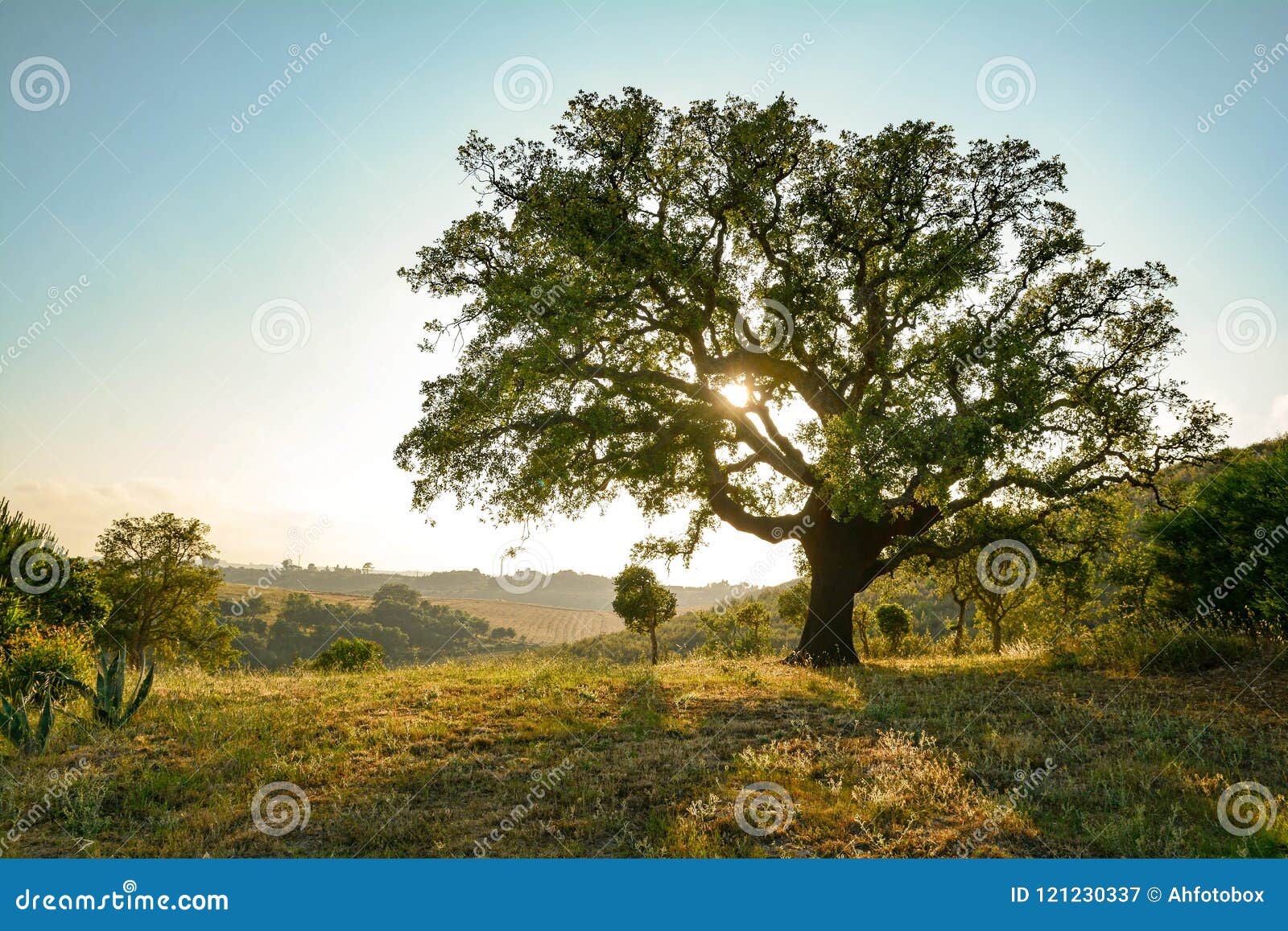 cork oak tree quercus suber and mediterranean landscape in evening sun, alentejo portugal europe