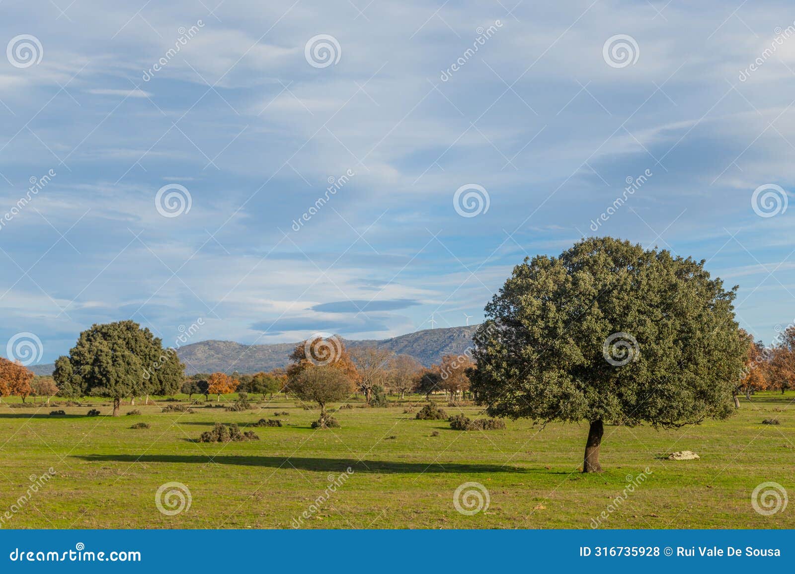 cork oak trees in extremadura