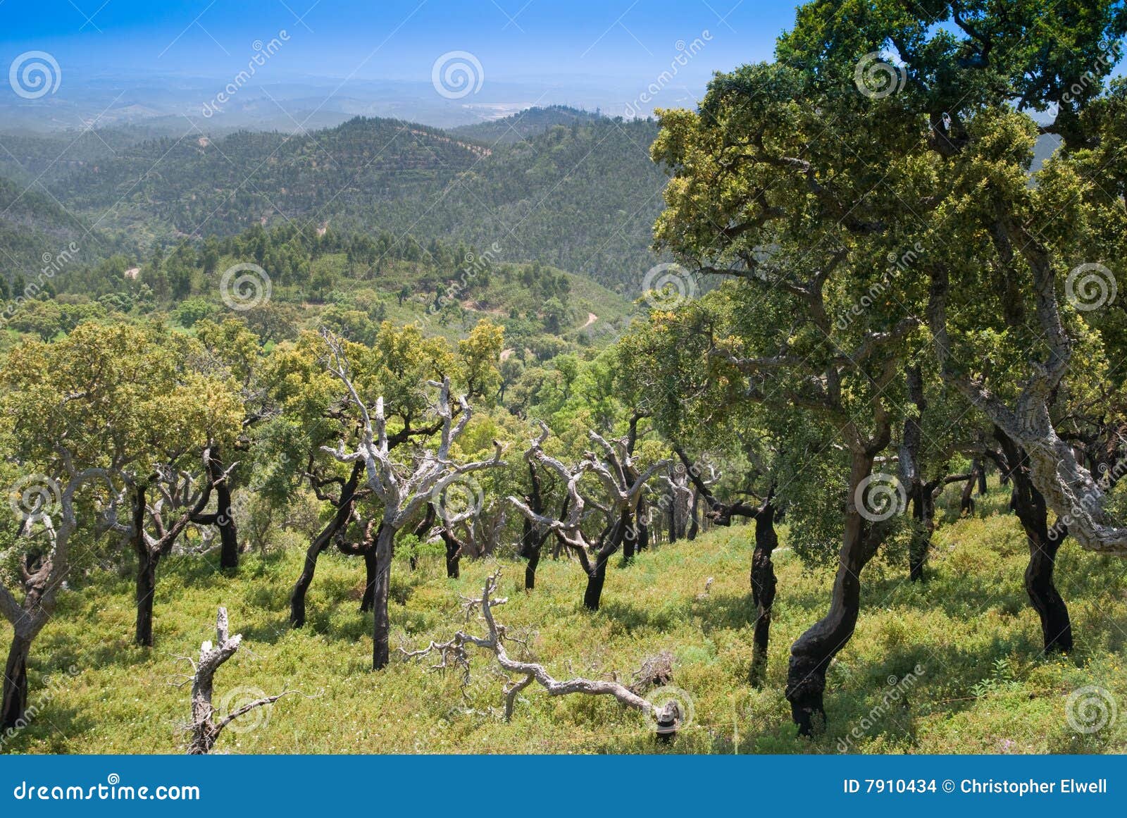 Cork Oak Trees Portugal stock photo. Image of hills 7910434