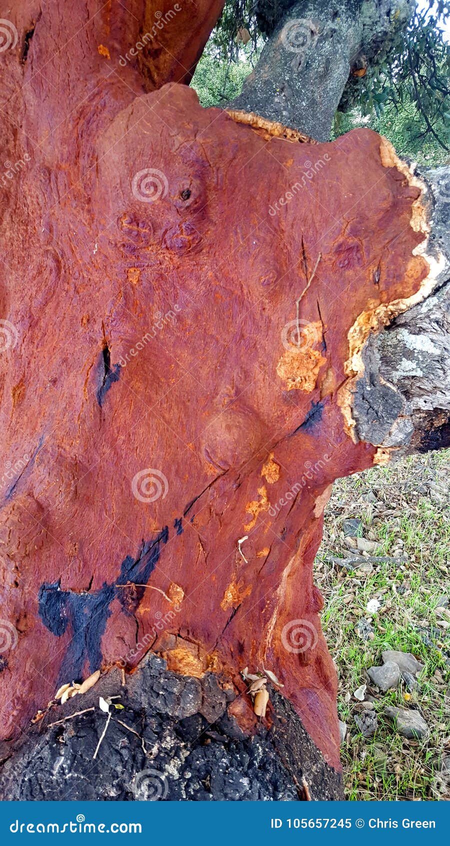 Cork Tree with Bark Removed Revealing Red Trunk Underneath Stock Image