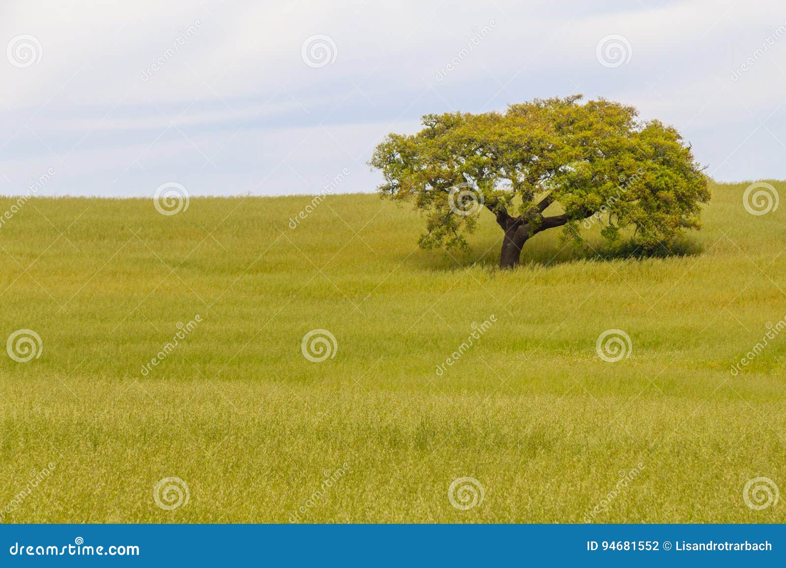 cork tree in the field in santiago do cacem