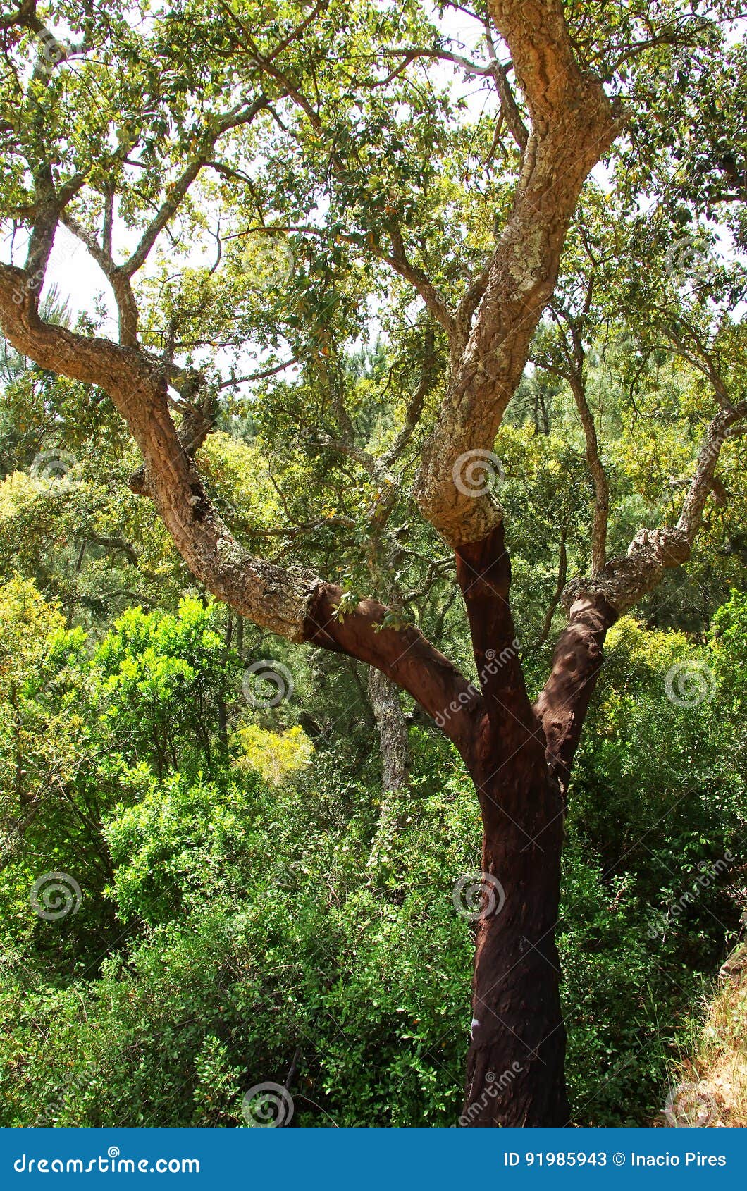 cork tree at natural park of serra de ossa, alentejo