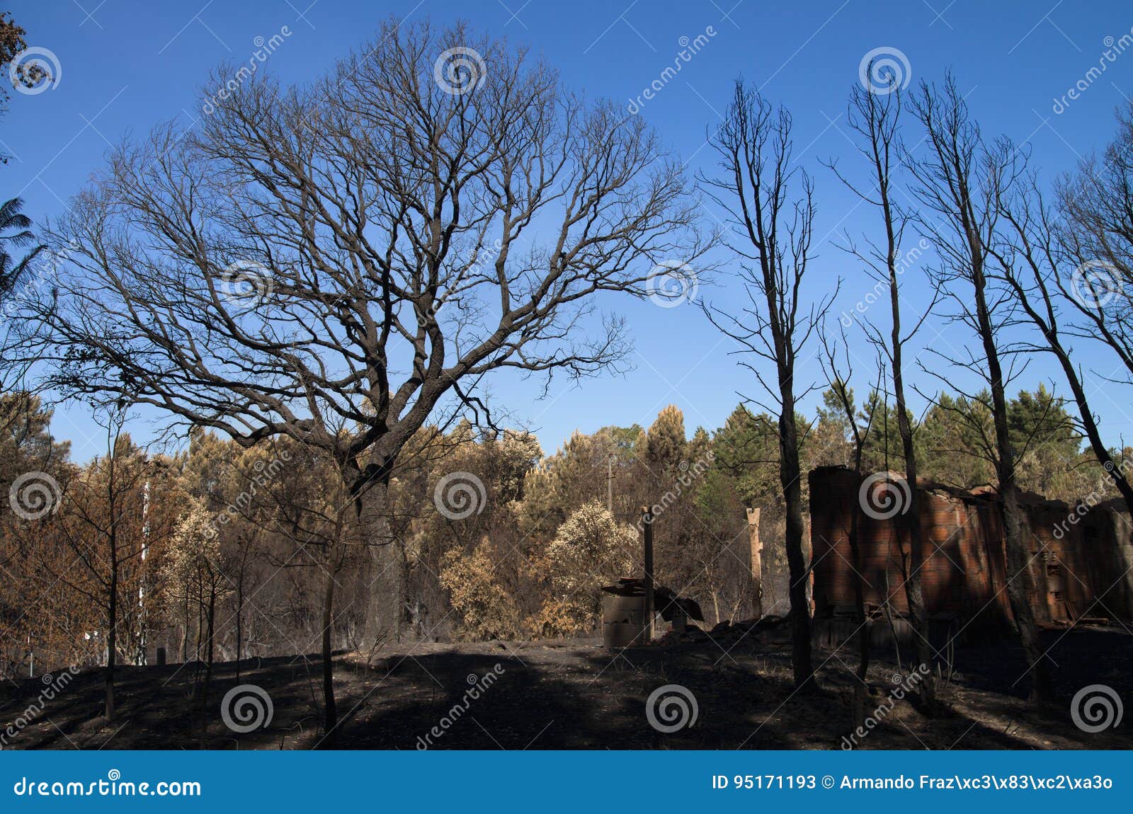 cork tree, pine trees and an old shed burnt to the ground - pedrogao grande